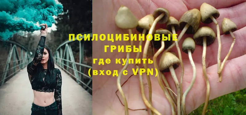 Псилоцибиновые грибы Magic Shrooms  наркошоп  Константиновск 